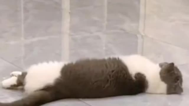 The Hilarious Super Pets And Cats Videos That Will Make You Cliche