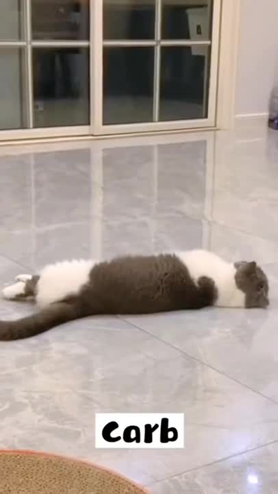 The Hilarious Super Pets And Cats Videos That Will Make You Cliche