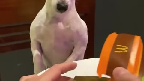 Jealous Dog wants more food