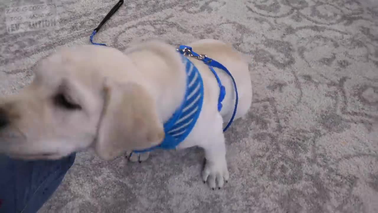 How to Train your Puppy to Stop Biting You