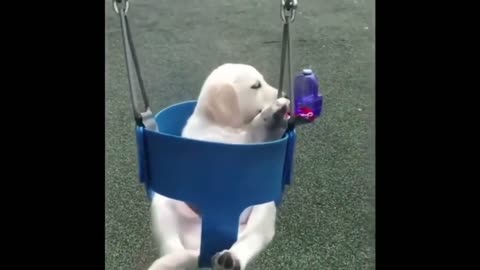 Extremely funny dog videos