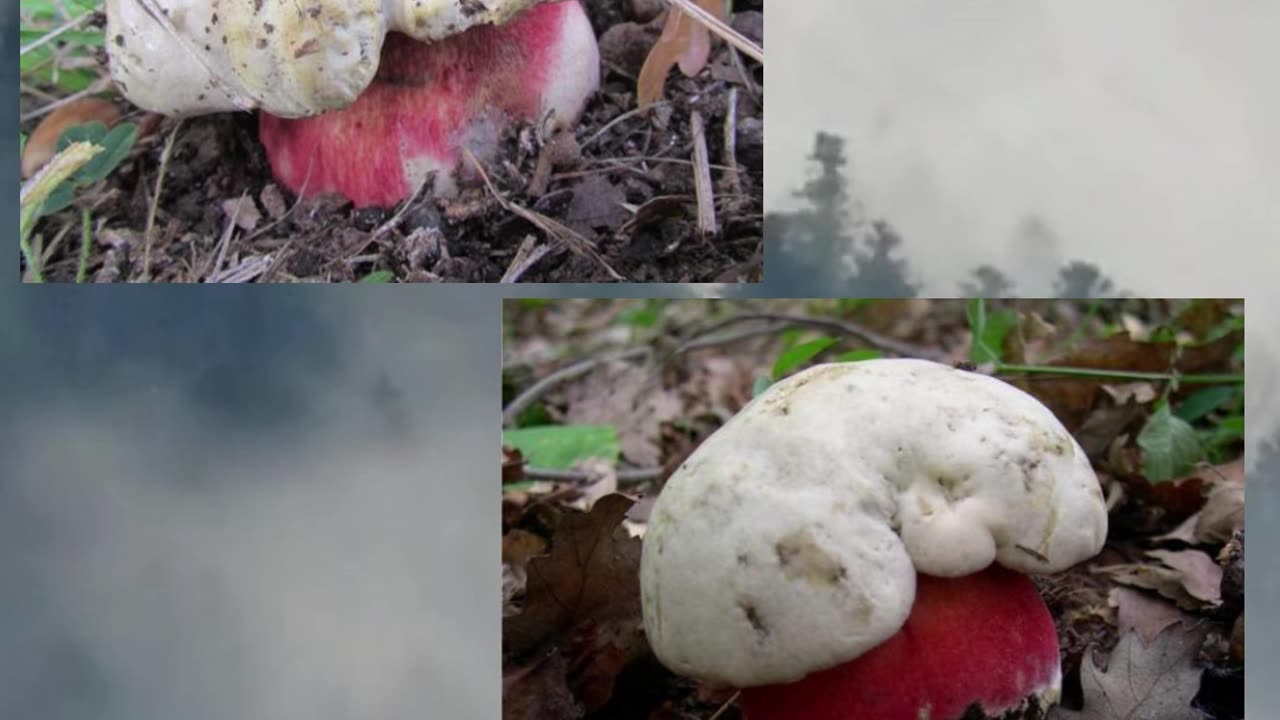 The Mysterious Devil's Bolete: Myths and Marvels 🍄🔍