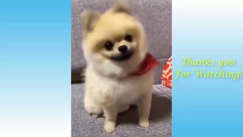 Funny Cat and Dogs