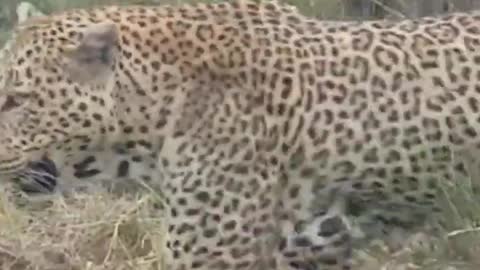 leopard passed from very close to people