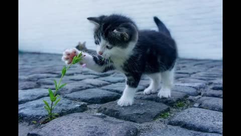 photograph cute kitten