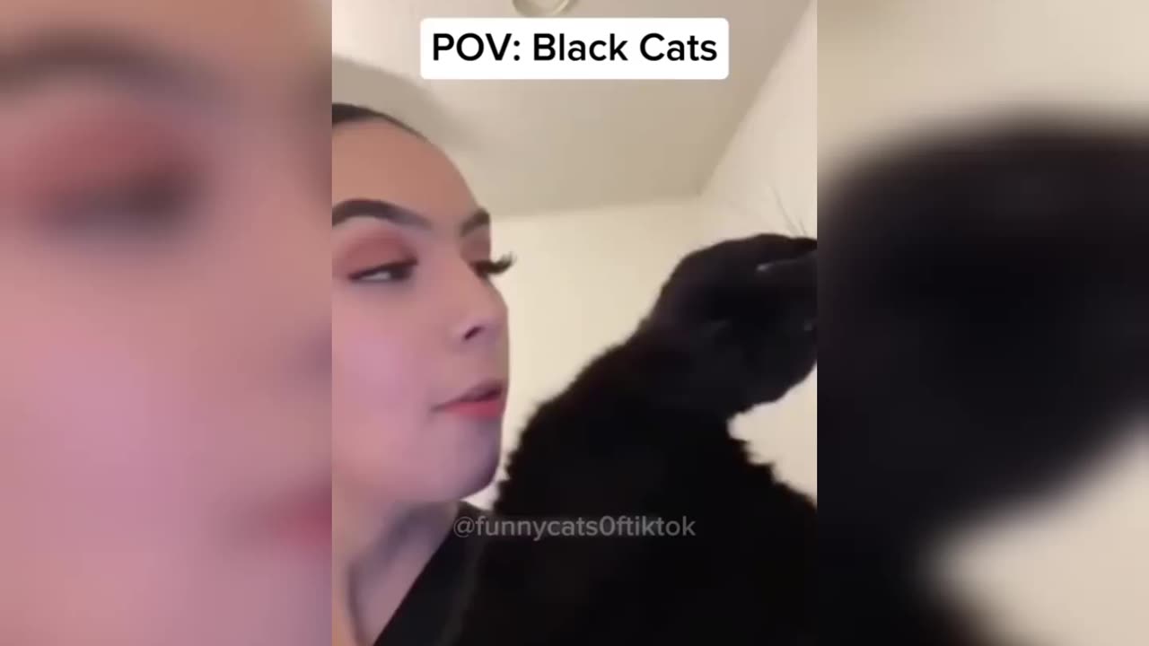 Funny pets 🙀😂 Funny Cats 😂😂😂