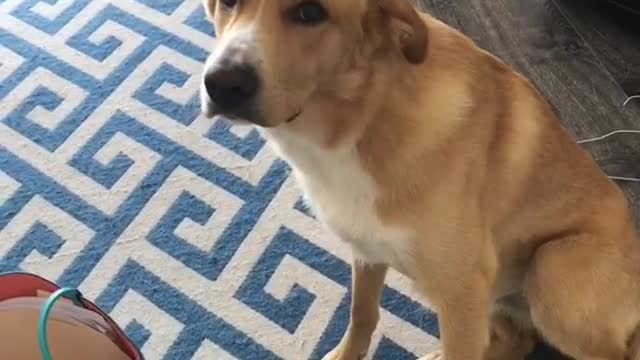 Cream dog scared of owners hiccups