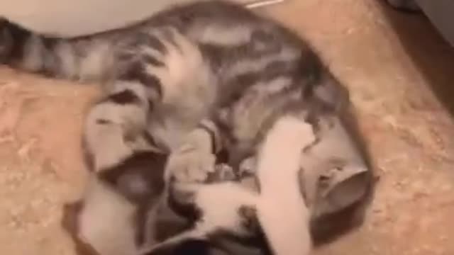 cats 🤣🤣🐱🐈 #funny #cat #shorts #cute