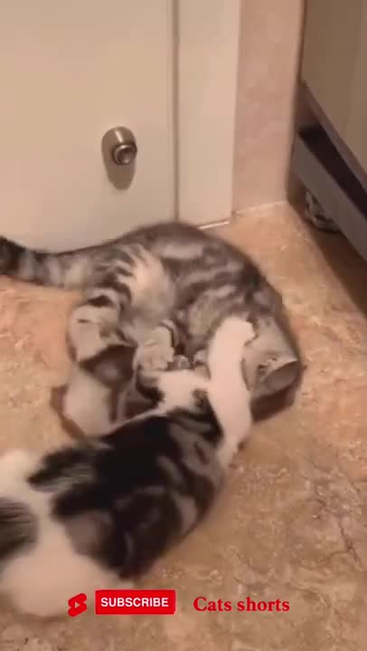 cats 🤣🤣🐱🐈 #funny #cat #shorts #cute