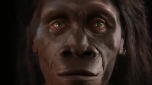 How The Muzzle Turned Into A Face Over The Course Of 6 Million Years. | #Shorts #interestingfacts