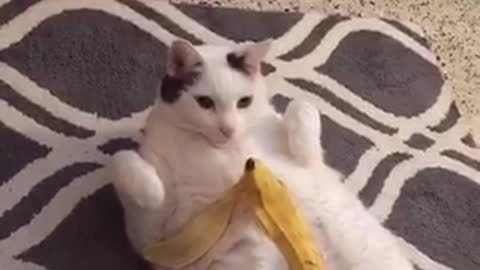 Man throws banana peel on fat cats belly