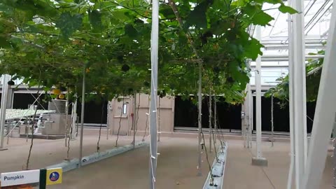 Hydroponic growing at Disney World