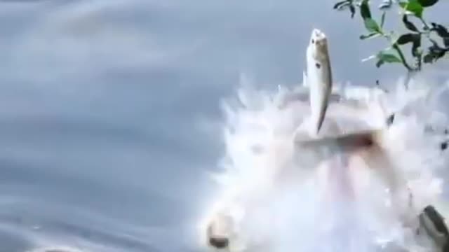 Scary fish