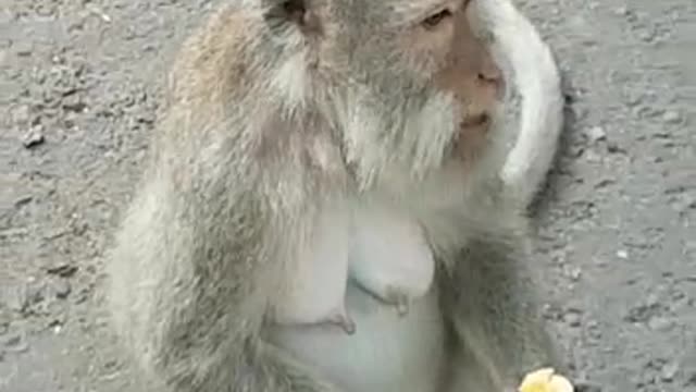 Monkey forest