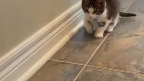 Kitten thinks she's a bunny