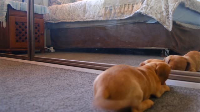 A Dog With His Reflection In The Mirror