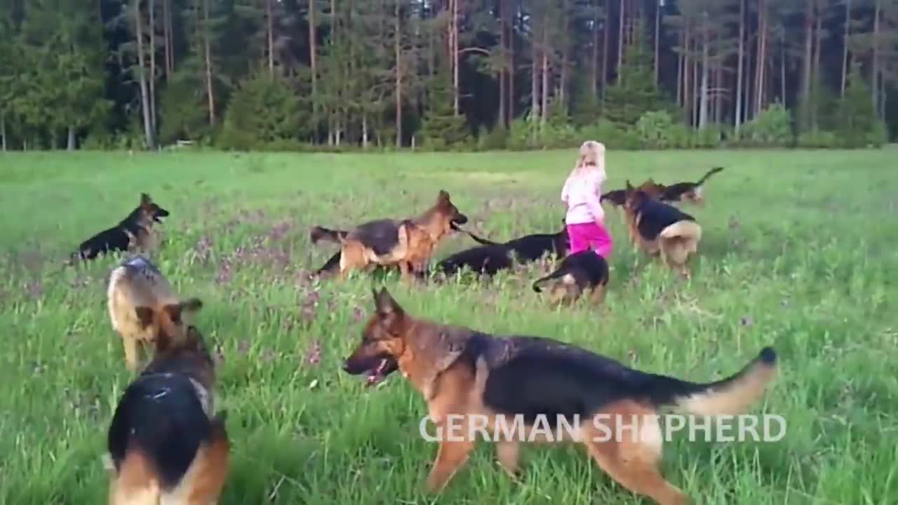 Extreme Trained & Disciplined German Shepherd Dogs