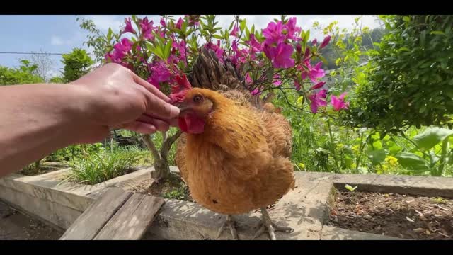 mother chicken