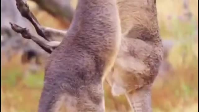 Kangaroo Boxing Fight Kangaroo Fighting