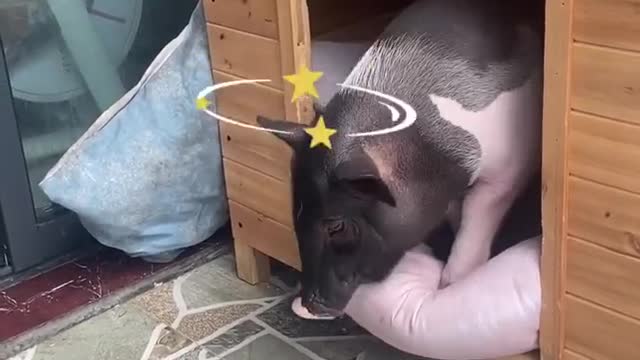 How terrible is a self-disciplined pig（一頭自律的豬有多可怕）