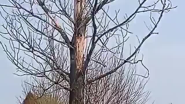 A nice sunny day and 71° F today. I cut down this DEAD & UNSAFE, 53 foot high tree.