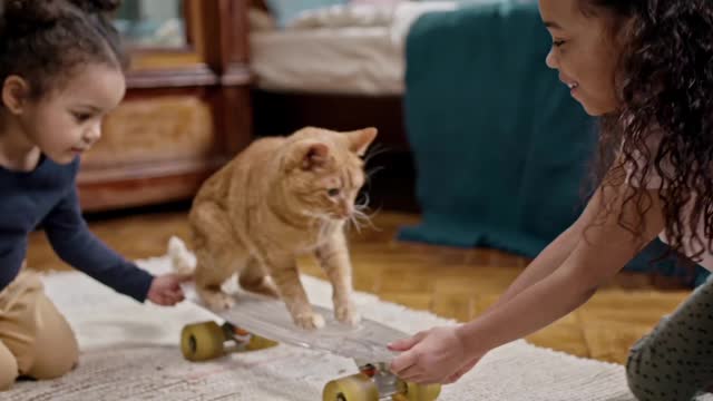 Kids Playing With Their Cat On a Skateboard