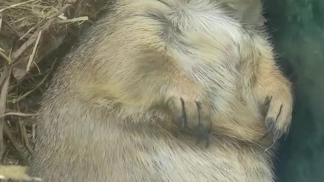 A sleeping groundhog