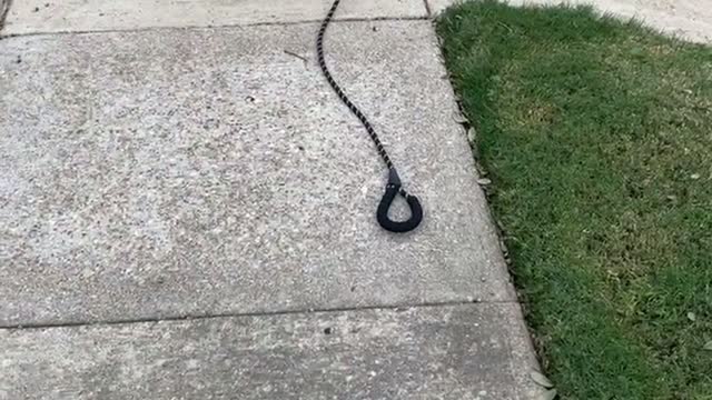 Puppy Picks Up Dropped Leash