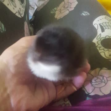 New baby chick