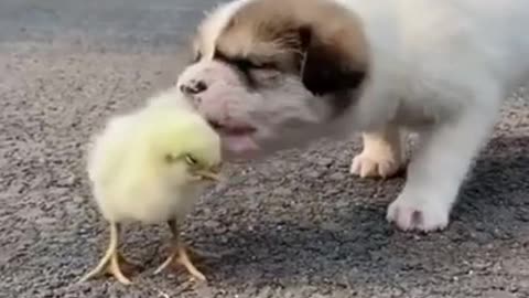 Cute and Funny Dogs Videos Compilation 2021