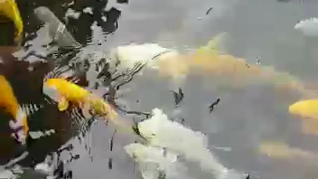 Koi fish #shorts