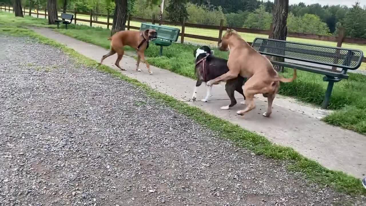 German Shepherd Attacks Pitbull