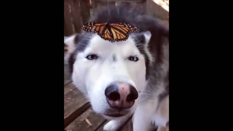 dog and butterfly