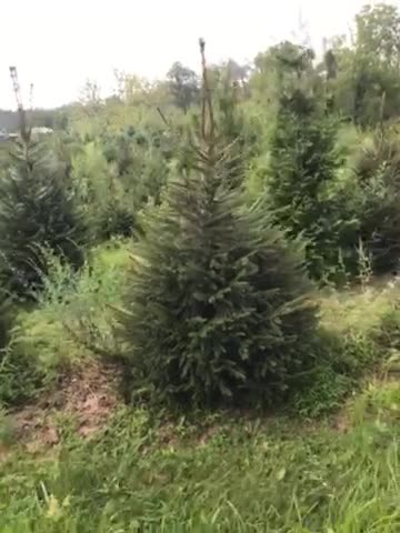Screening trees at Highland Hill Farm in fountainville pa near Philadelphia