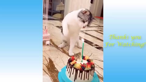 Funny cat video collection (oh my god)😍❤