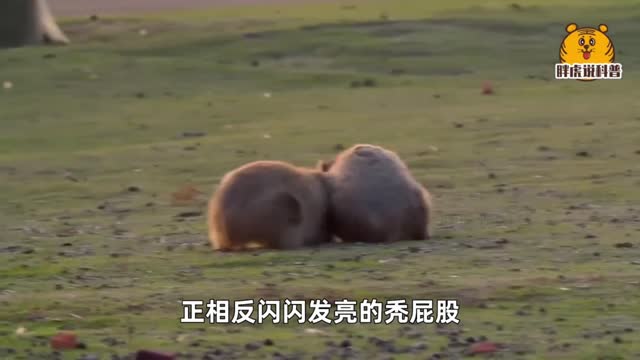 Wombat: With the biggest ass in the world and the most wronged baby(1)