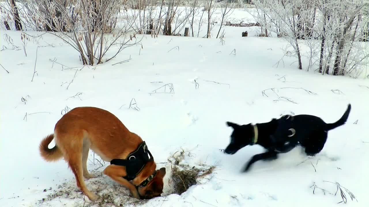 Dog digging in the snow, receiving unexpected visit from his friend