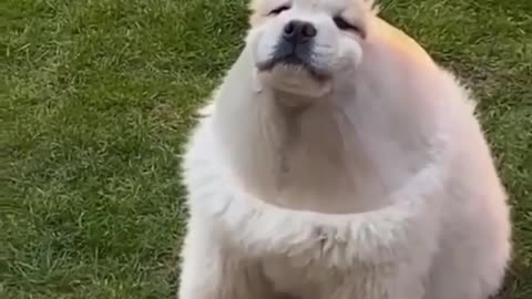 Dog Funny Video