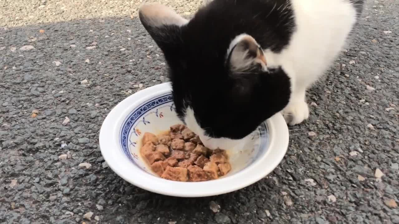 Cute Cats Video For Eating Food #DigitalRajiv96 #AnimalBlog