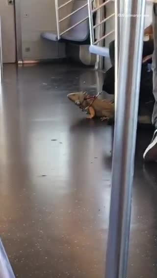 Iguana on leash on subway