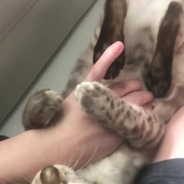 attack Bengal kitten