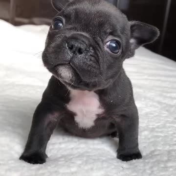 Guta is the cutest puppy