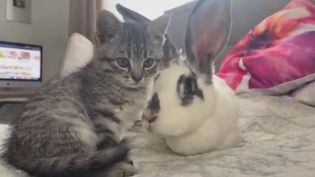 Baby Kitten wants to be friends with the Rabbit