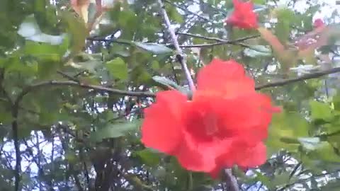 Flor da romã é vista atrás de um apartamento, ele é muito bela [Nature & Animals]