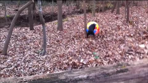 Nigel vs. the wayward beach ball