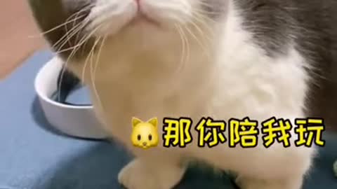 Cutest funny animal videos Cat funny videos