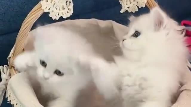happy small cat