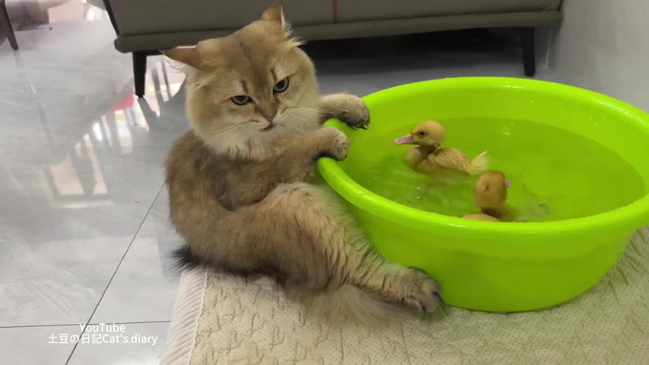 So cute animal!The cat envies the duckling for swimming.The duckling wants to invite the cat to swim