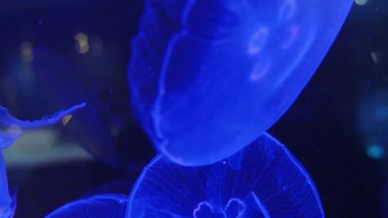 This Jellyfish NEVER Dies—It's Biologically IMMORTAL!