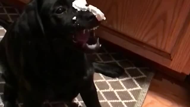 Black dog catches whipped cream in slowmo